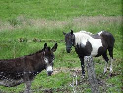 Chambres d'hôtes et table d'hôtes à la Ferme des Granges