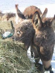 Maison d'hôtes : "La clairière du Moulin"