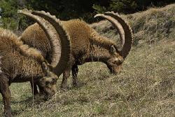 SAVOIE (Valfréjus) ETE / HIVER - STUDIO 4 PERS. A PROXIMITE DES PISTES