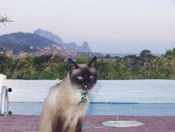 Appt 4p Juillet Ibiza