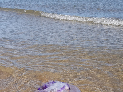 Location vacances  Mer/GRUISSAN AUDE : climatisation, ANCV et piscine partagée !