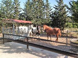 En Provence Gîte avec Roulotte entre Terre et Mer dans Domaine équestre de 4 hectares