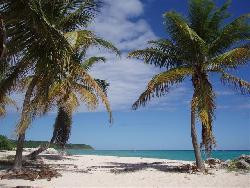 Les clochettes :A Marie Galante un paysage au charme illimité