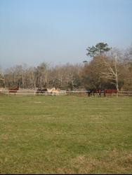 GITE RURAL / GITE EQUESTRE. Médoc.