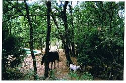 Villa de vacances idéale pour une grande famille de 20 personnes entre Anduze , Uzes et Ales