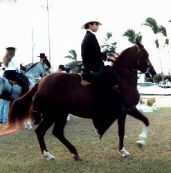 Osez l'insolite, la nature et l’écologie avec l’équitation pleine nature !
