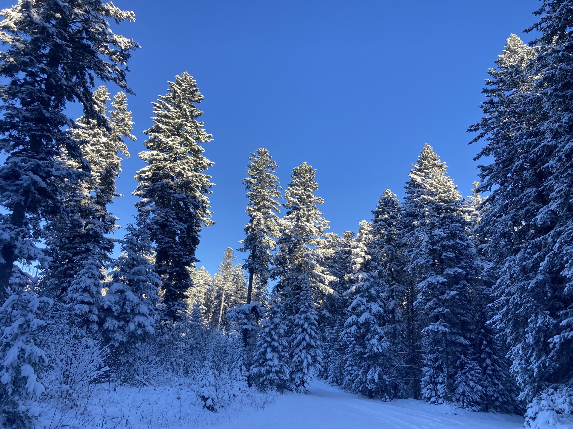 Vue du gite sur les sapins enneigés