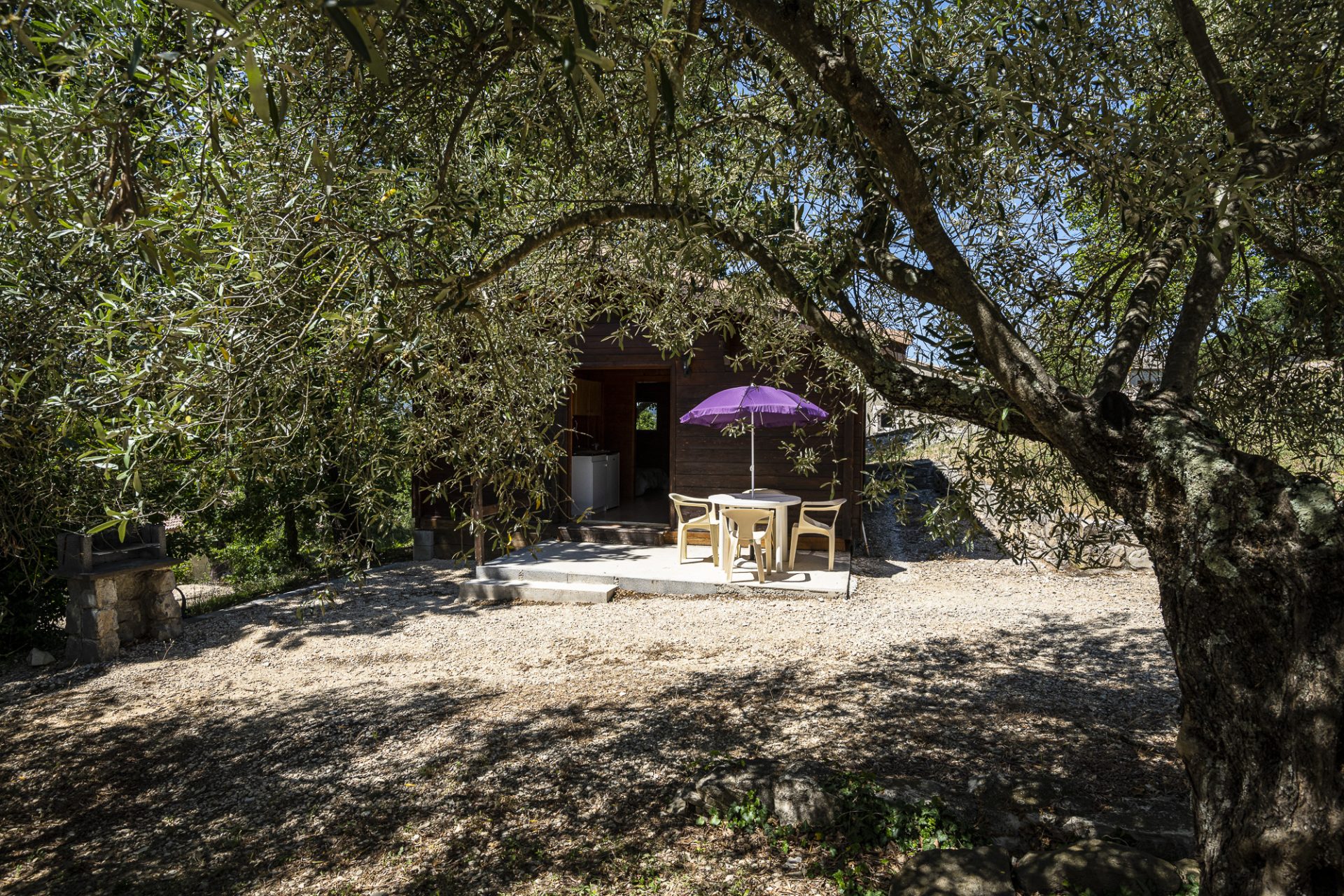 chalet dans une oliveraie