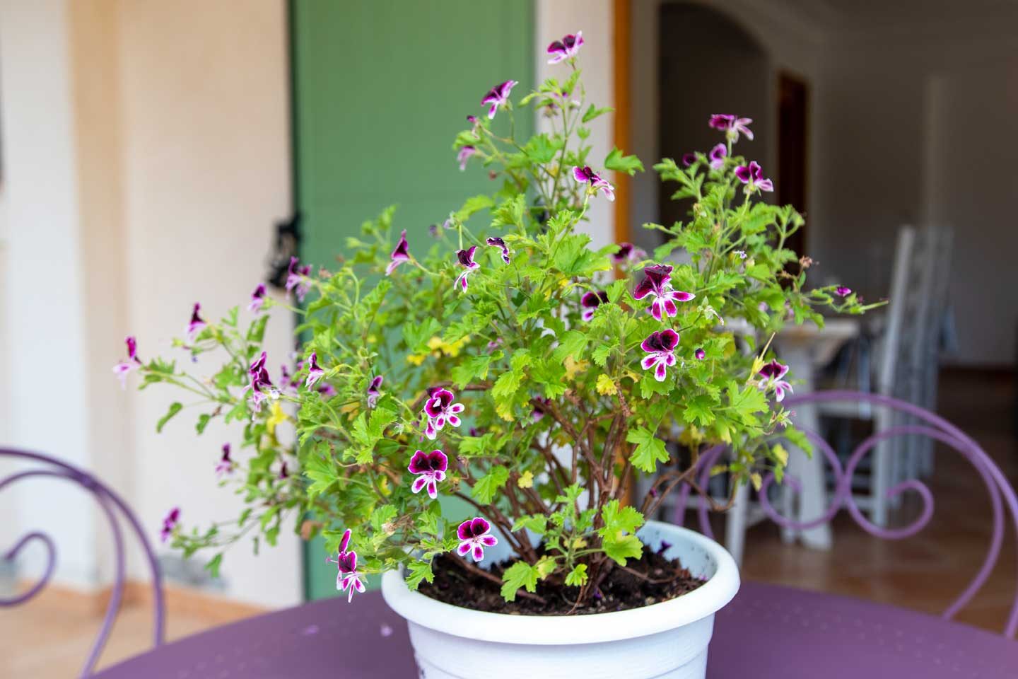 La Pascaline – Gîte 4 étoiles avec jardin privé près de Grasse, Cannes et Nice – 4 personnes — photo 12
